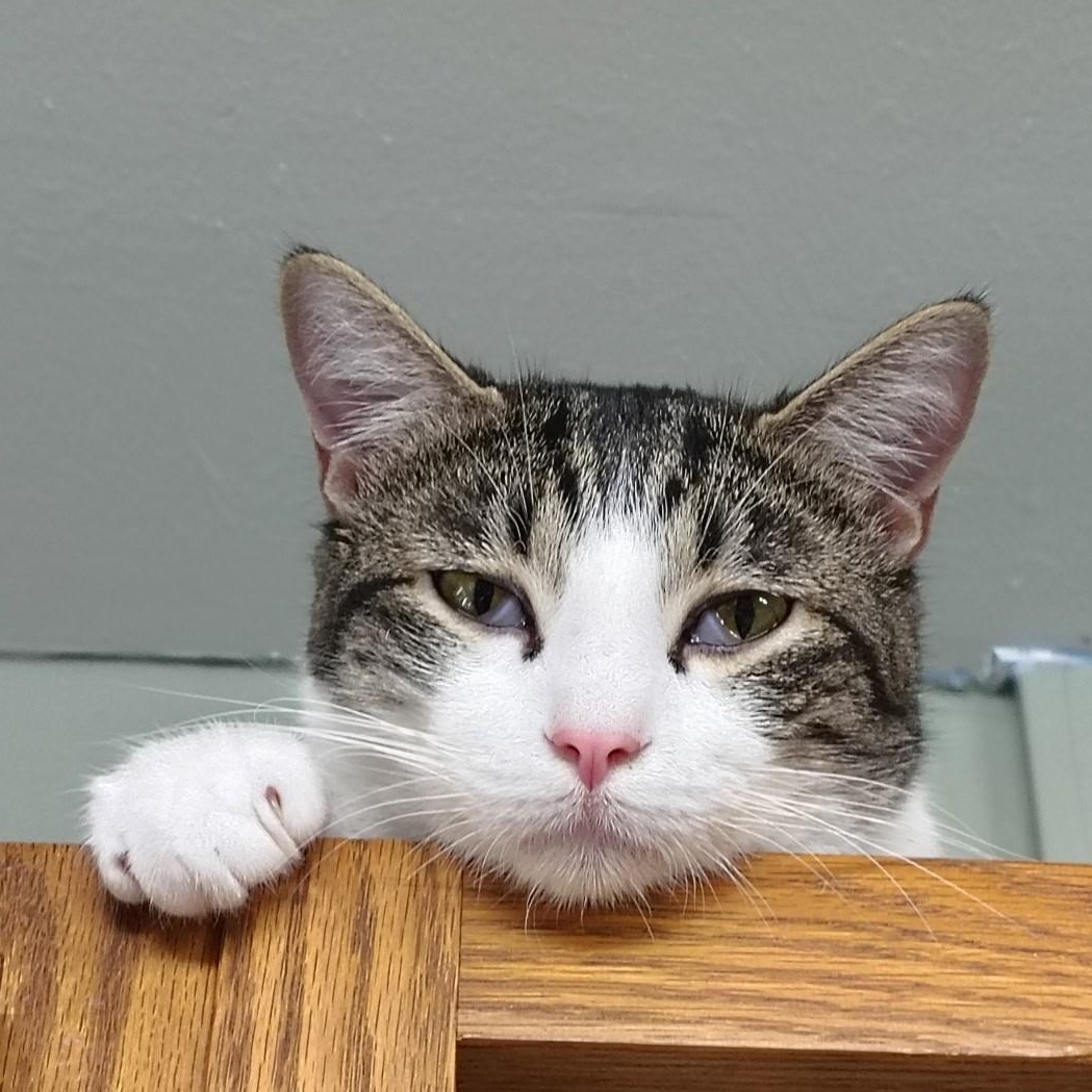 Enlarge Mickey, a Adoptable Domestic Short Hair in Crestwood, MO image 4/6