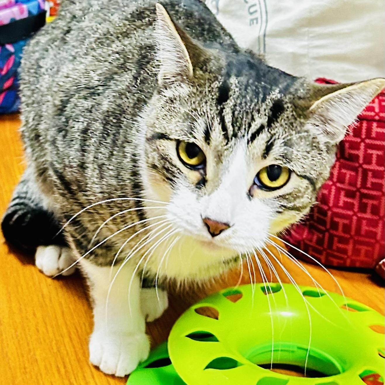 Enlarge Mickey and Cole, a Adoptable Domestic Short Hair in Crestwood, MO image 4/6