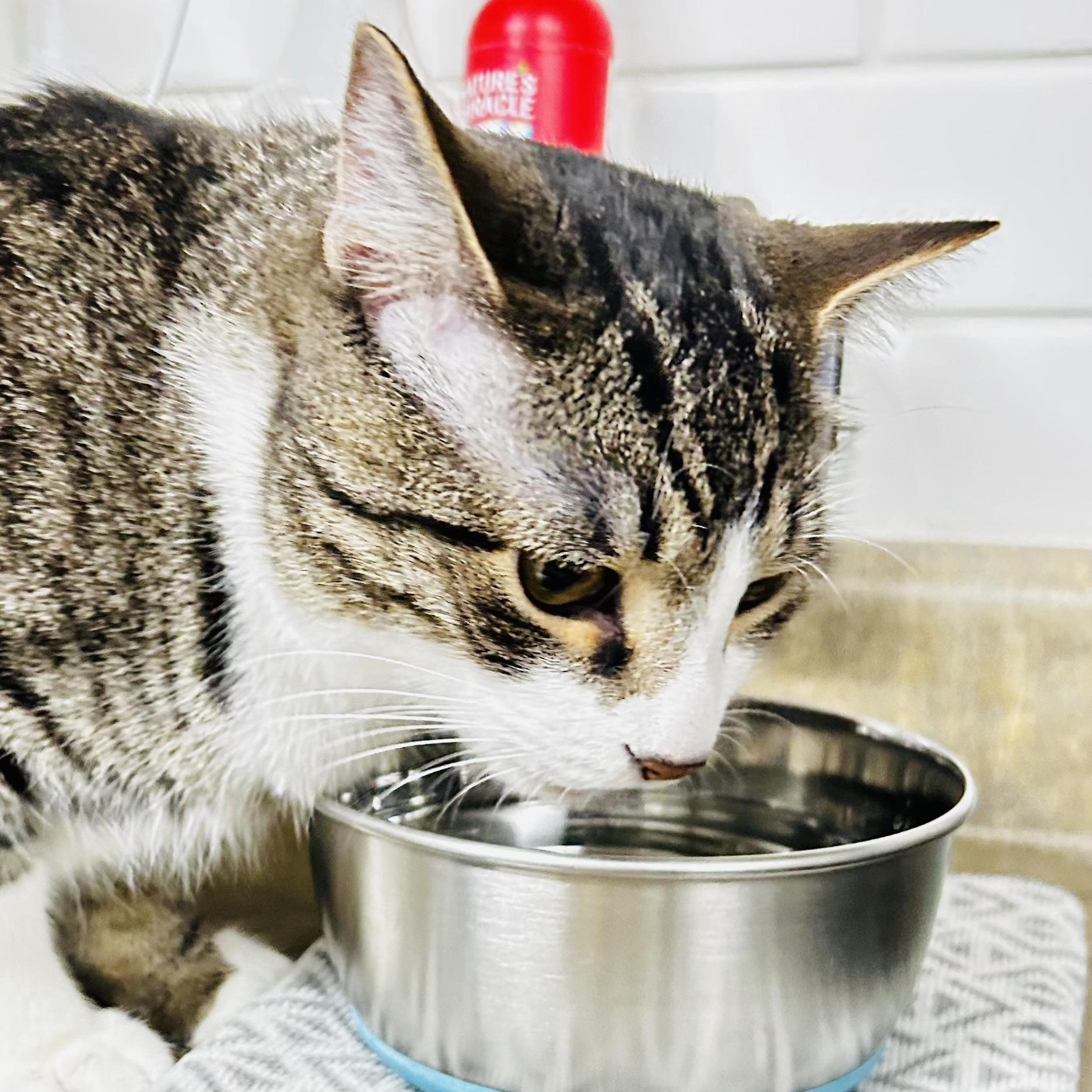 Enlarge Mickey and Cole, a Adoptable Domestic Short Hair in Crestwood, MO image 3/6