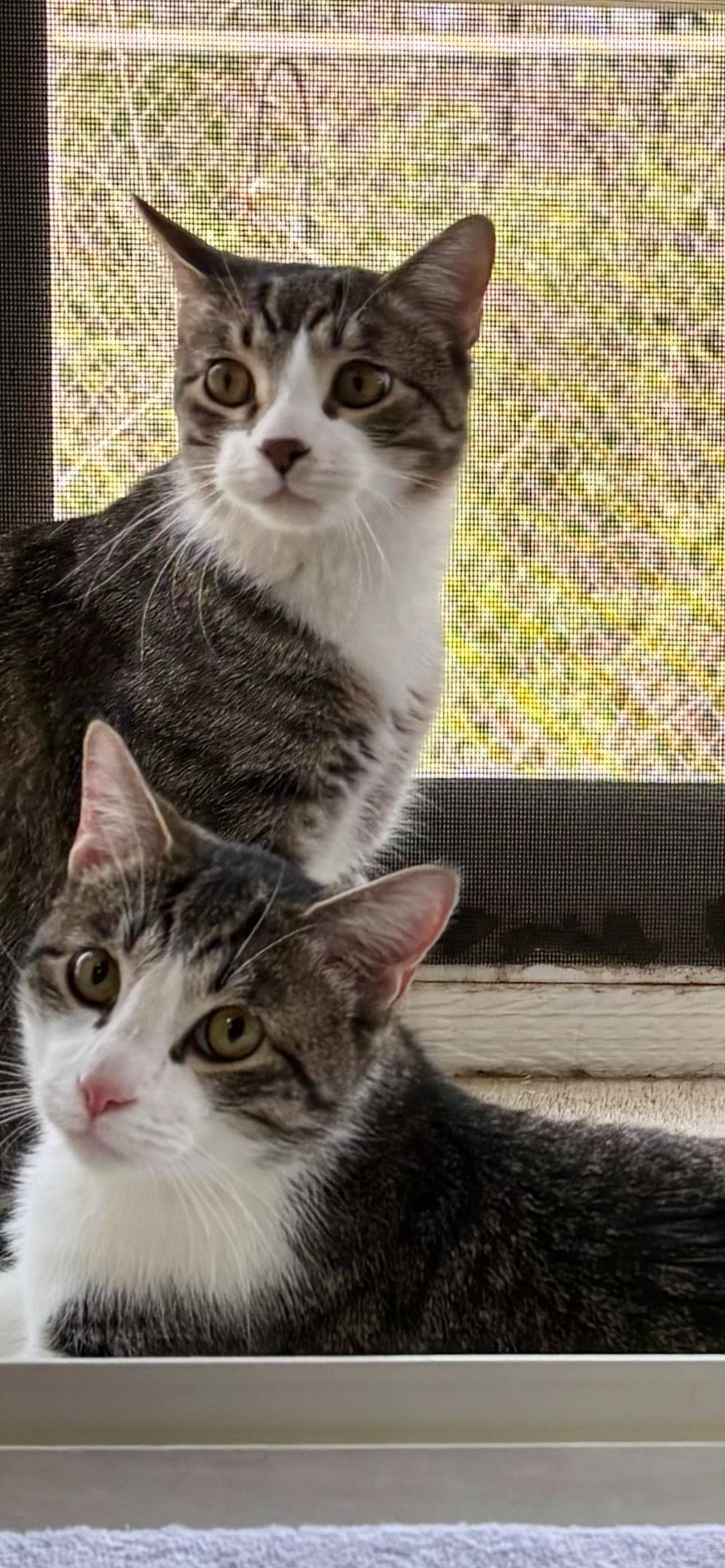 Enlarge Mickey and Cole, a Adoptable Domestic Short Hair in Crestwood, MO image 6/6