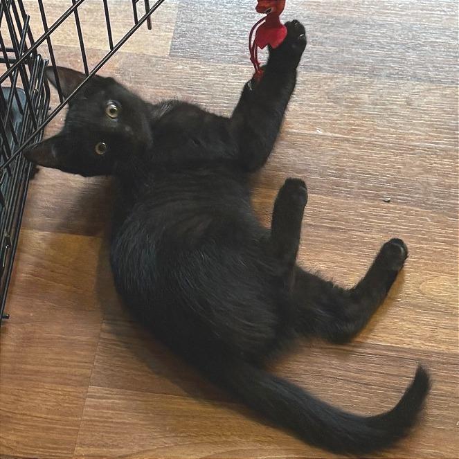 Rocky, Adoptable, Kitten Male Domestic Short Hair.
