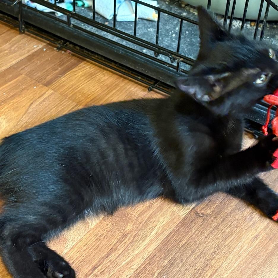 Rocky, a Adoptable Domestic Short Hair in Traverse City, MI image 2/6