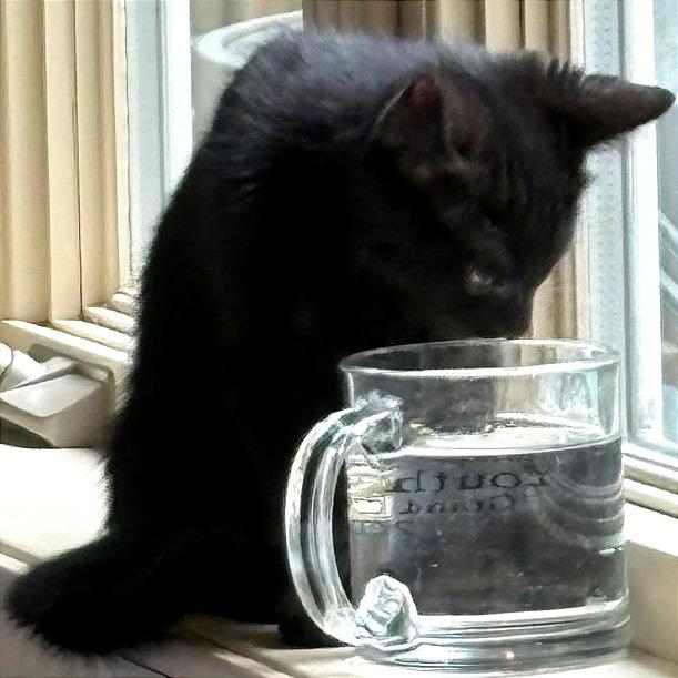Rocky, a Adoptable Domestic Short Hair in Traverse City, MI image 3/6