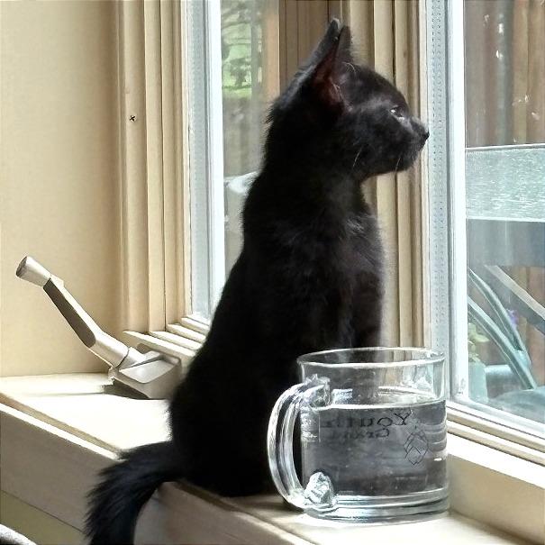 Rocky, a Adoptable Domestic Short Hair in Traverse City, MI image 4/6