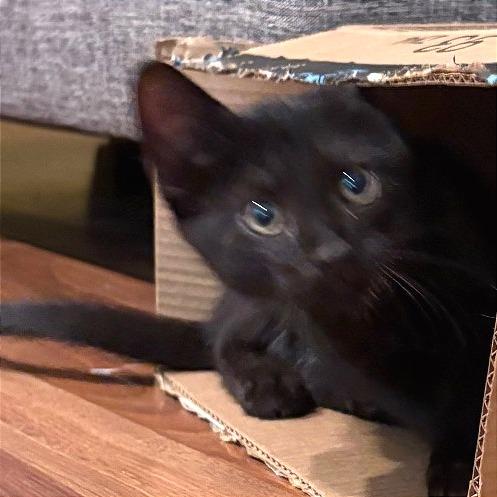 Rocky, a Adoptable Domestic Short Hair in Traverse City, MI image 5/6