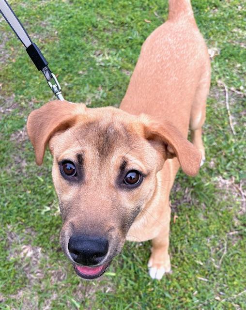 Enlarge Jay, a Adoptable mixed breed in Clive, IA image 3/5
