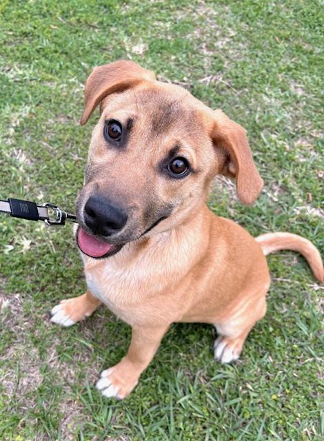 Enlarge Jay, a Adoptable mixed breed in Clive, IA image 1/5