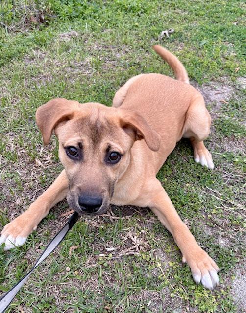 Enlarge Jay, a Adoptable mixed breed in Clive, IA image 2/5