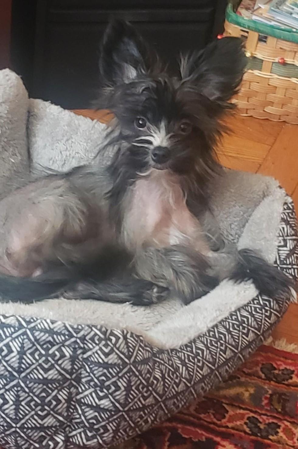 Finn (New England), Adopted, Puppy Male Chinese Crested Dog.