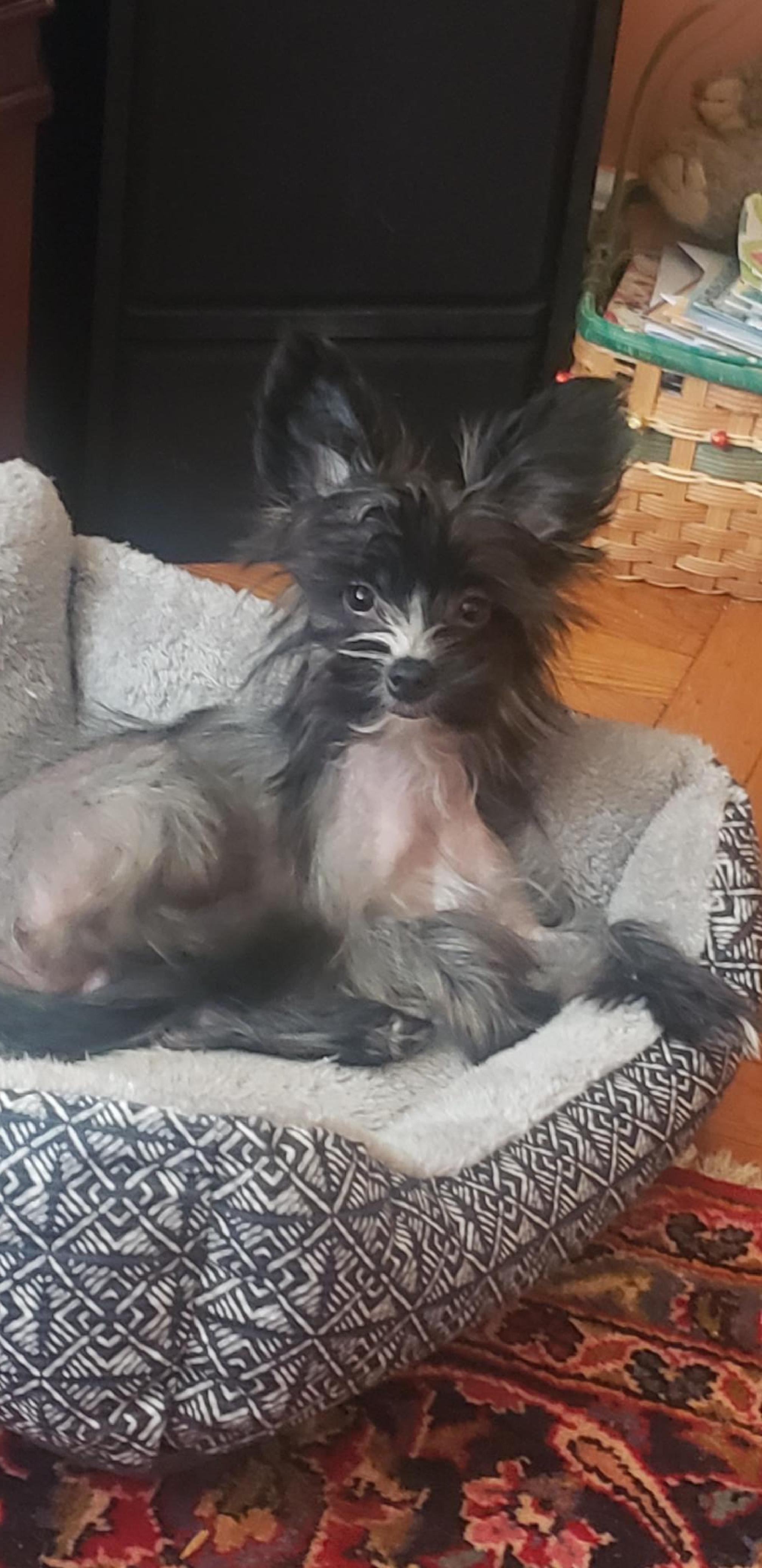 Enlarge Finn (New England), a Adopted Chinese Crested Dog in Gilford, NH image 3/3