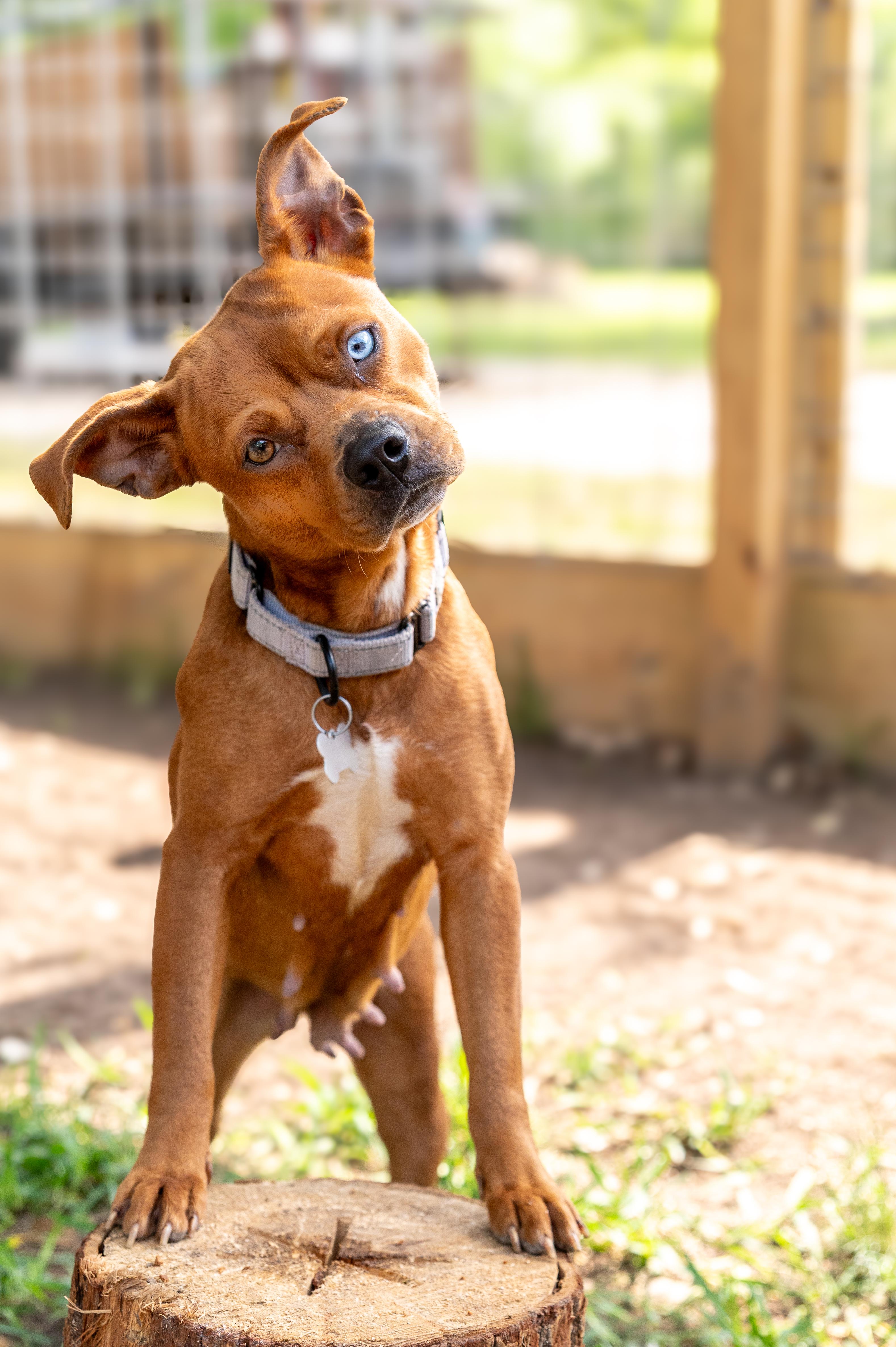 Lil Mama, adopted, Young Female American Staffordshire Terrier.