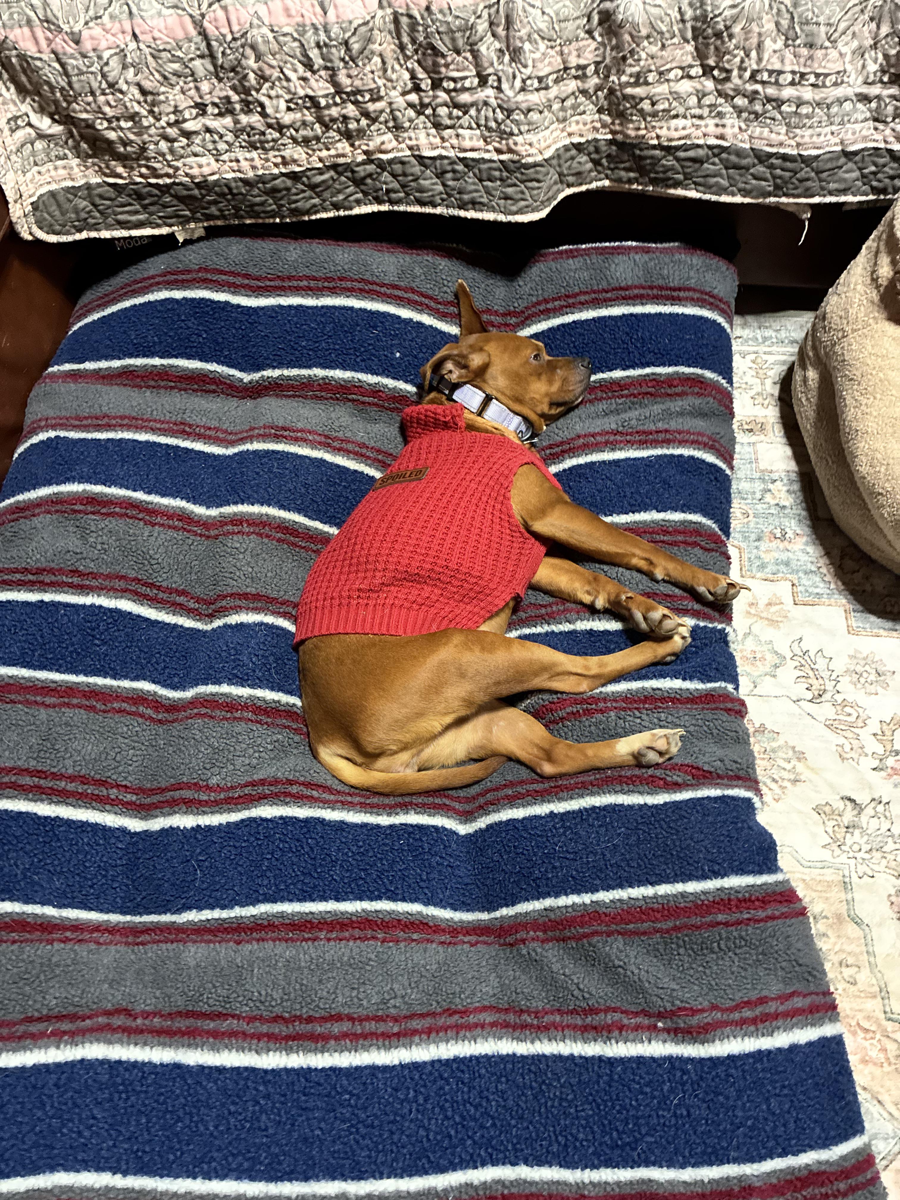 Lil Mama, an adopted mixed breed in Magnolia, TX image 2/5