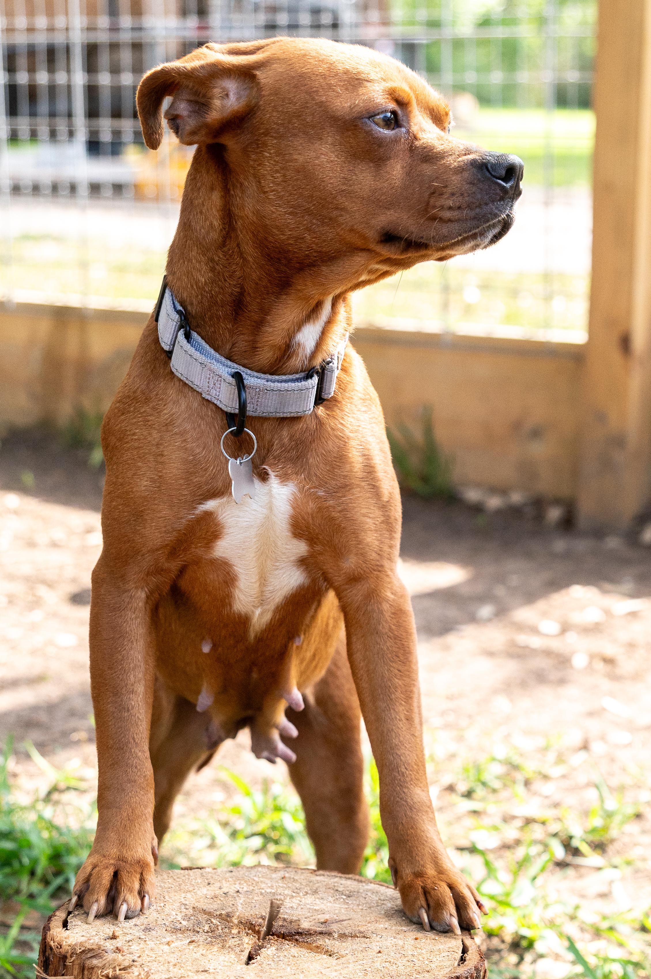 Lil Mama, an adopted mixed breed in Magnolia, TX image 3/5