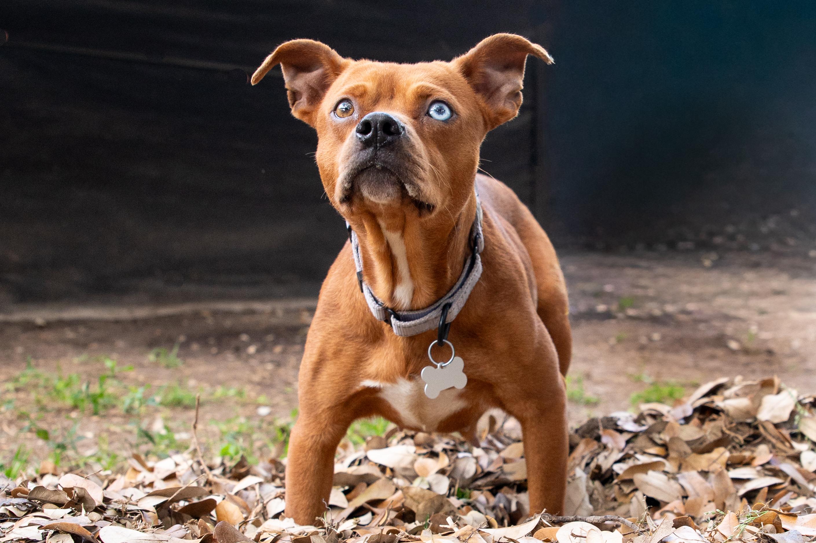 Lil Mama, an adopted mixed breed in Magnolia, TX image 4/5