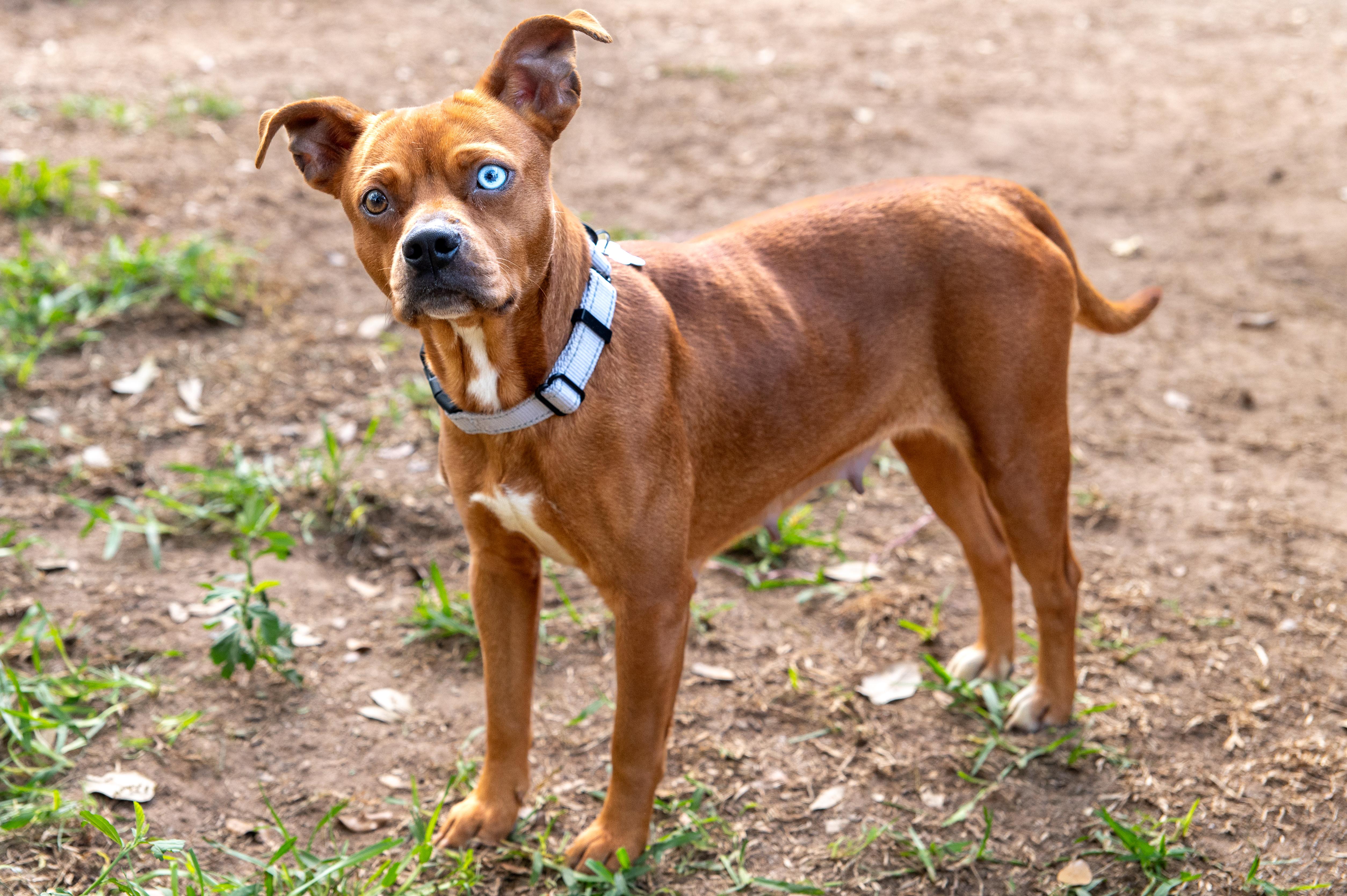 Lil Mama, an adopted mixed breed in Magnolia, TX image 5/5