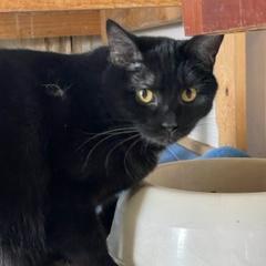 Orion, Adoptable, Adult Male Domestic Short Hair.