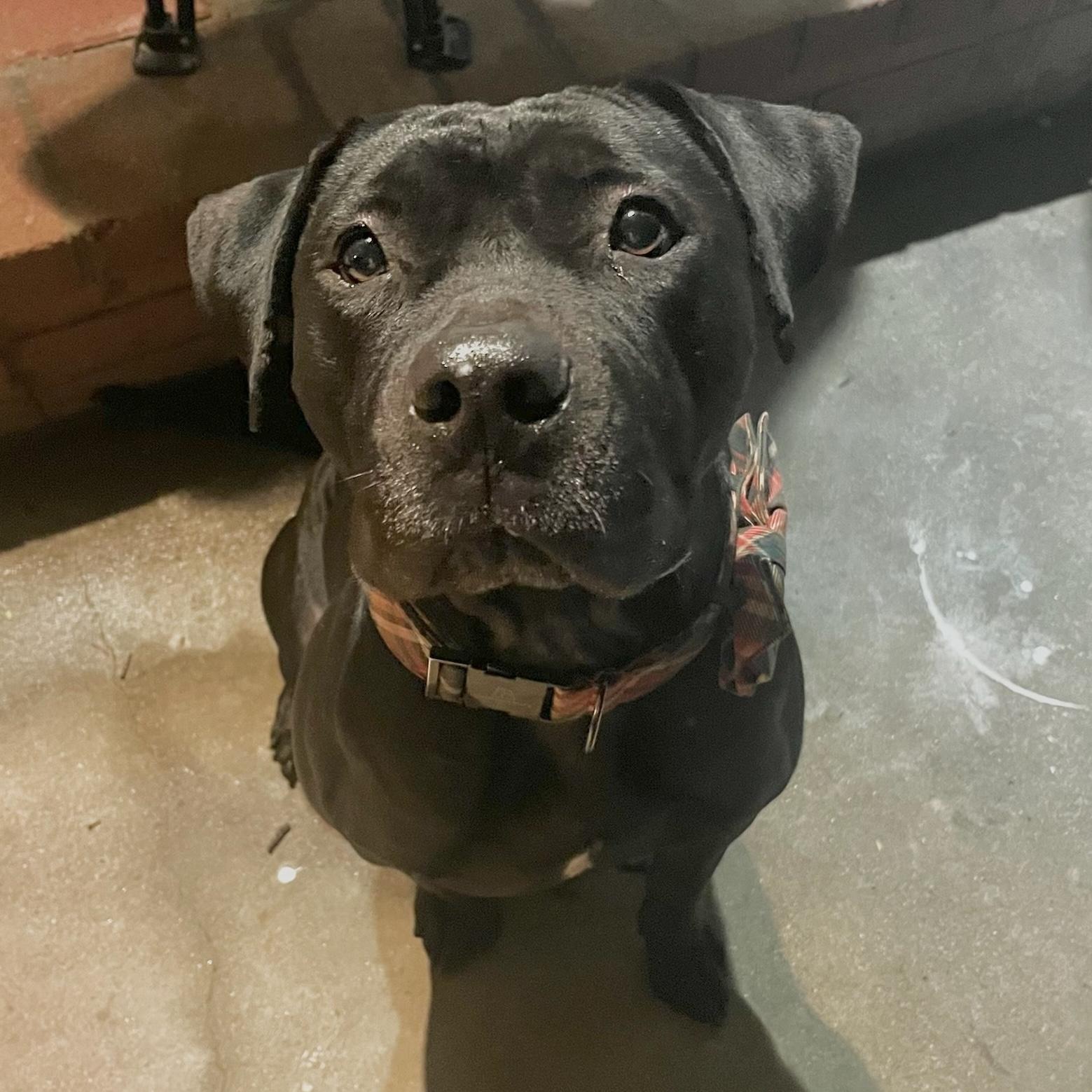 Henri, ADOPTABLE, Young Male American Bulldog & Labrador Retriever.