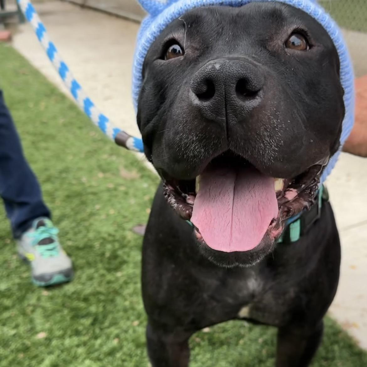 Enlarge Henri, a ADOPTABLE mixed breed in Huntington Beach, CA image 3/3