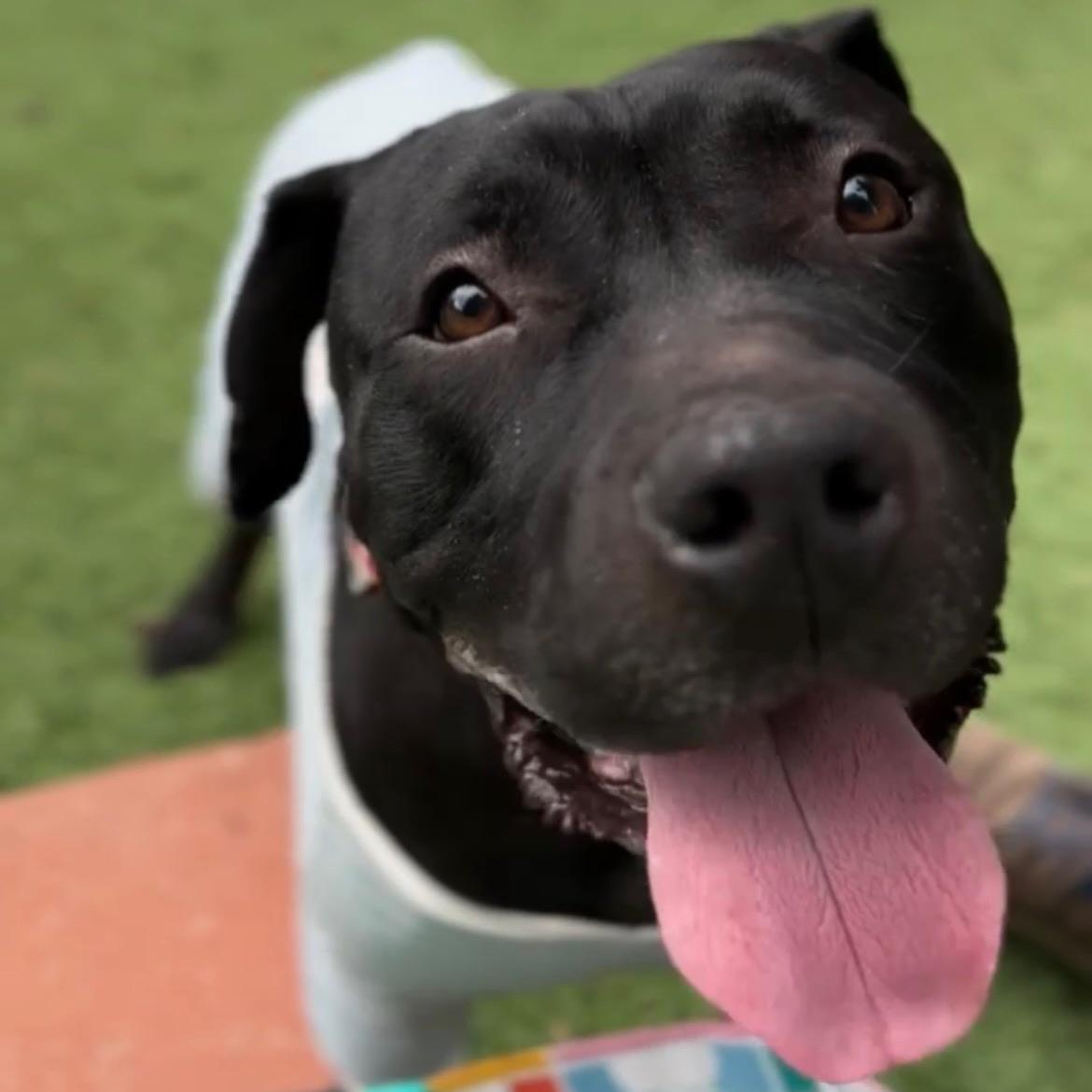 Henri, ADOPTABLE, Young Male American Bulldog & Labrador Retriever.