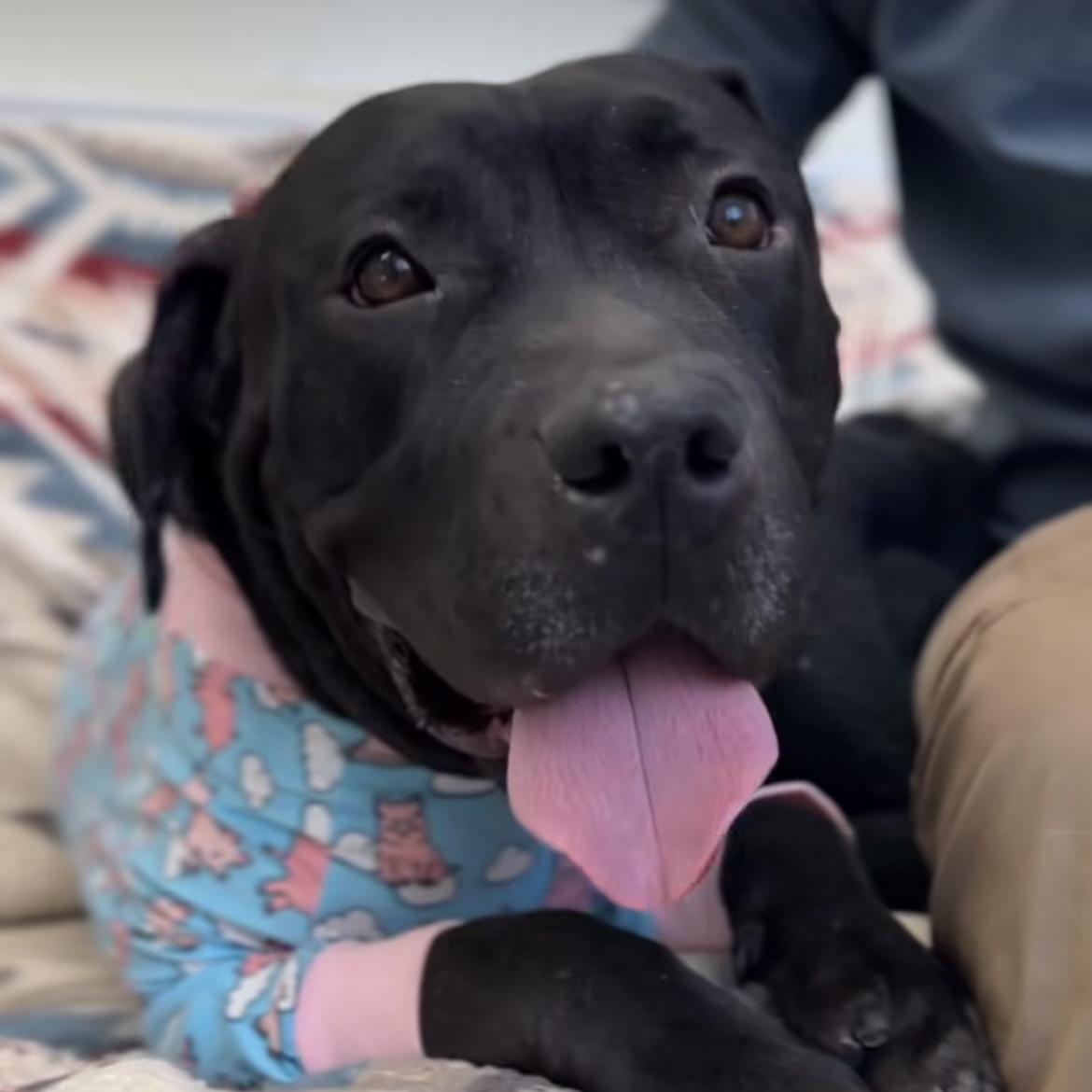 Enlarge Henri, a ADOPTABLE mixed breed in Huntington Beach, CA image 2/3