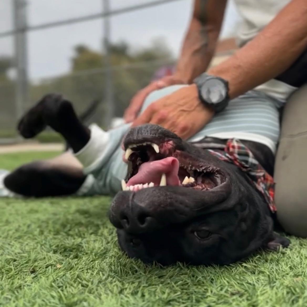 Enlarge Henri, a ADOPTABLE mixed breed in Huntington Beach, CA image 4/4
