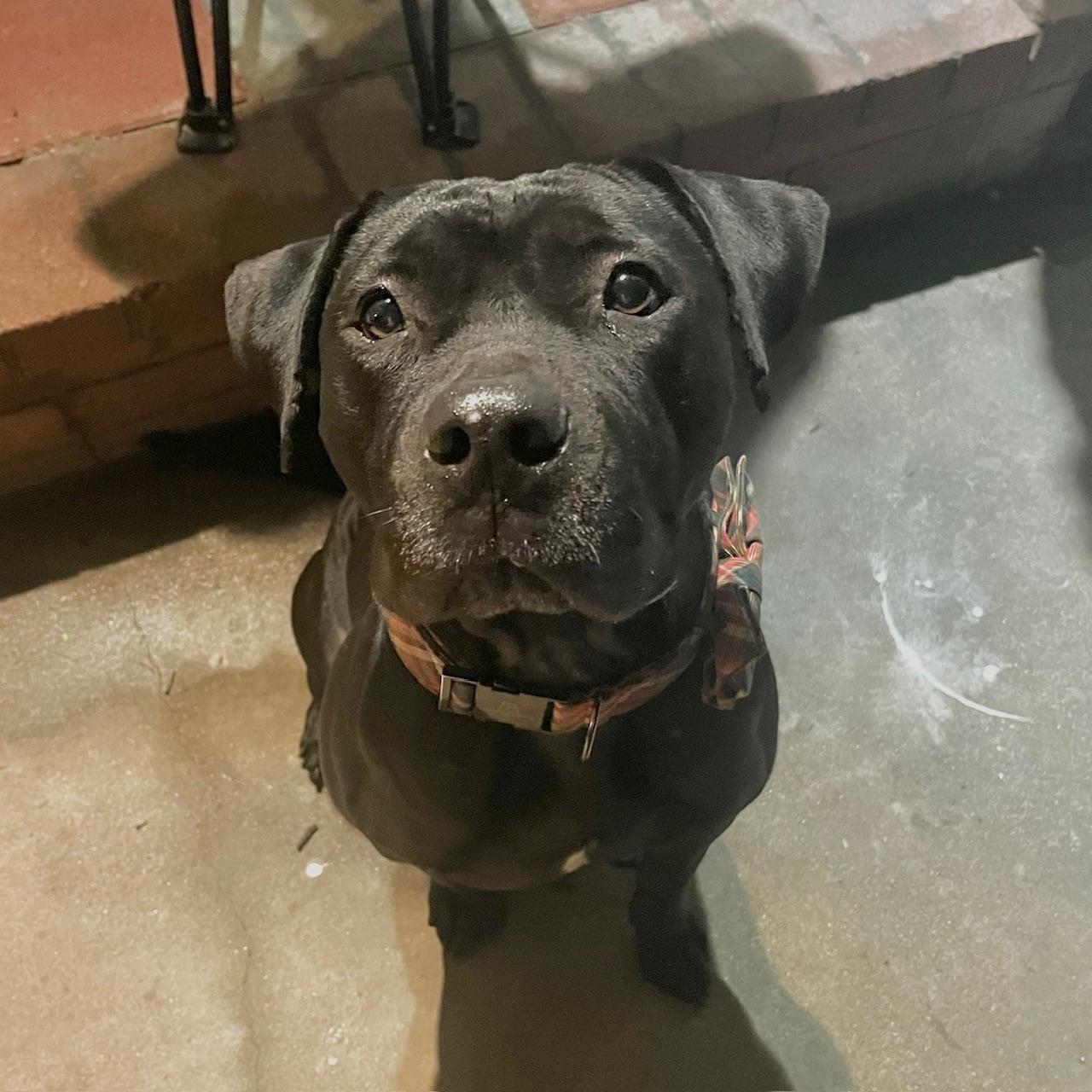 Enlarge Henri, a ADOPTABLE mixed breed in Huntington Beach, CA image 1/3