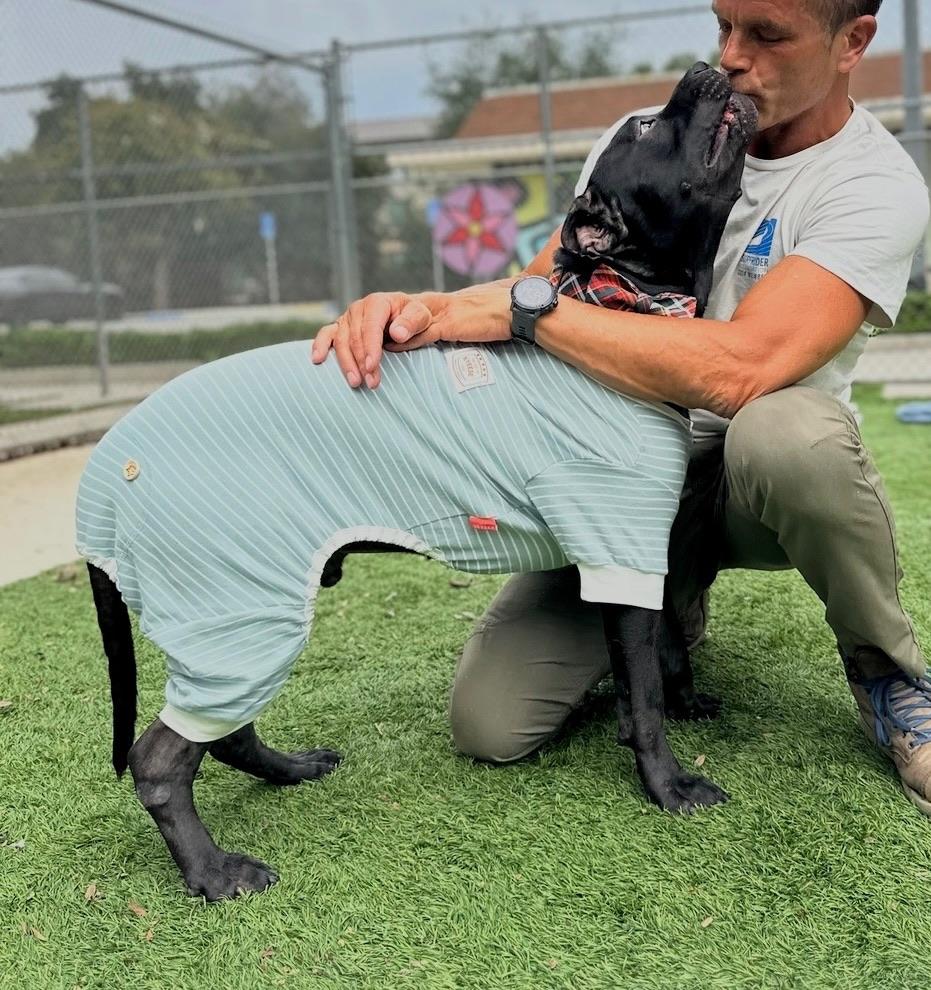 Enlarge Henri, a ADOPTABLE mixed breed in Huntington Beach, CA image 2/4