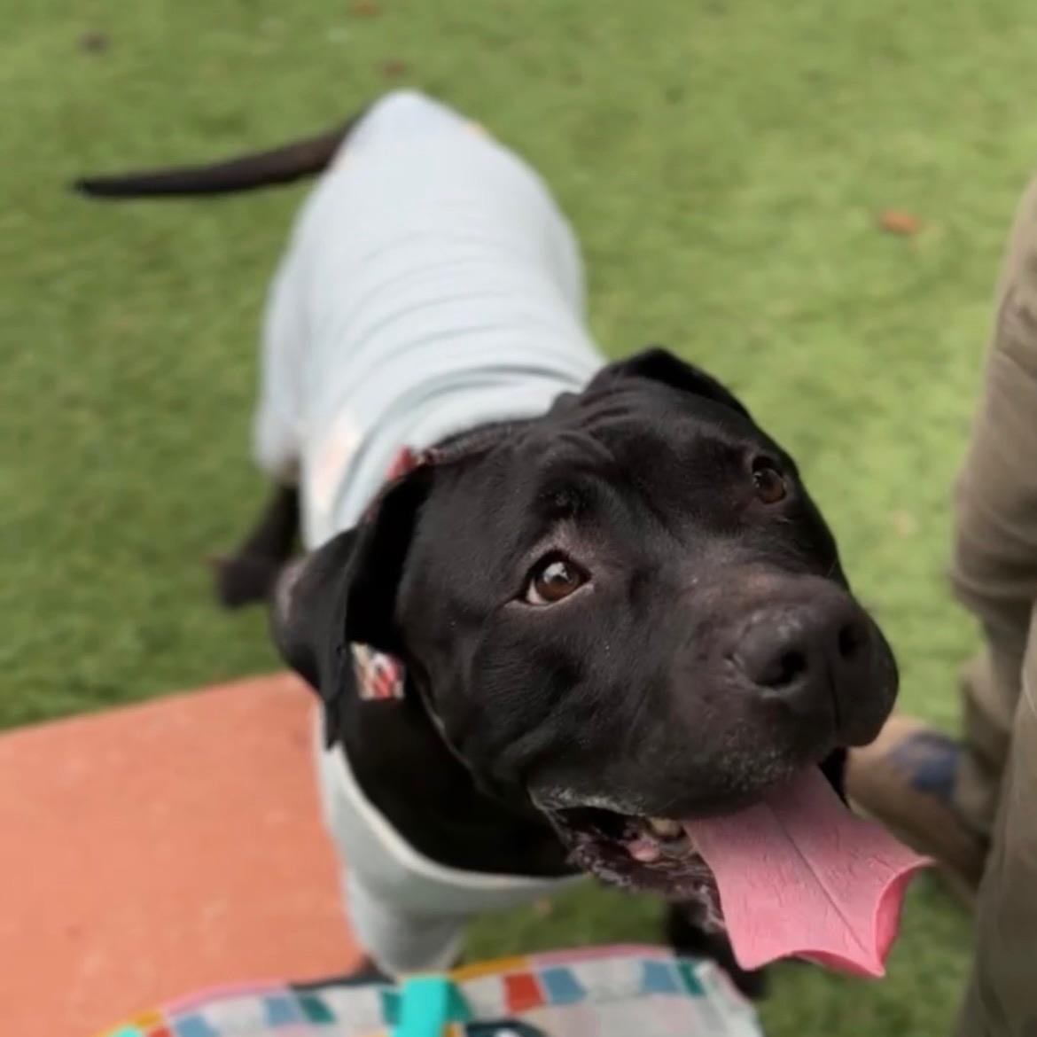 Enlarge Henri, a ADOPTABLE mixed breed in Huntington Beach, CA image 3/4