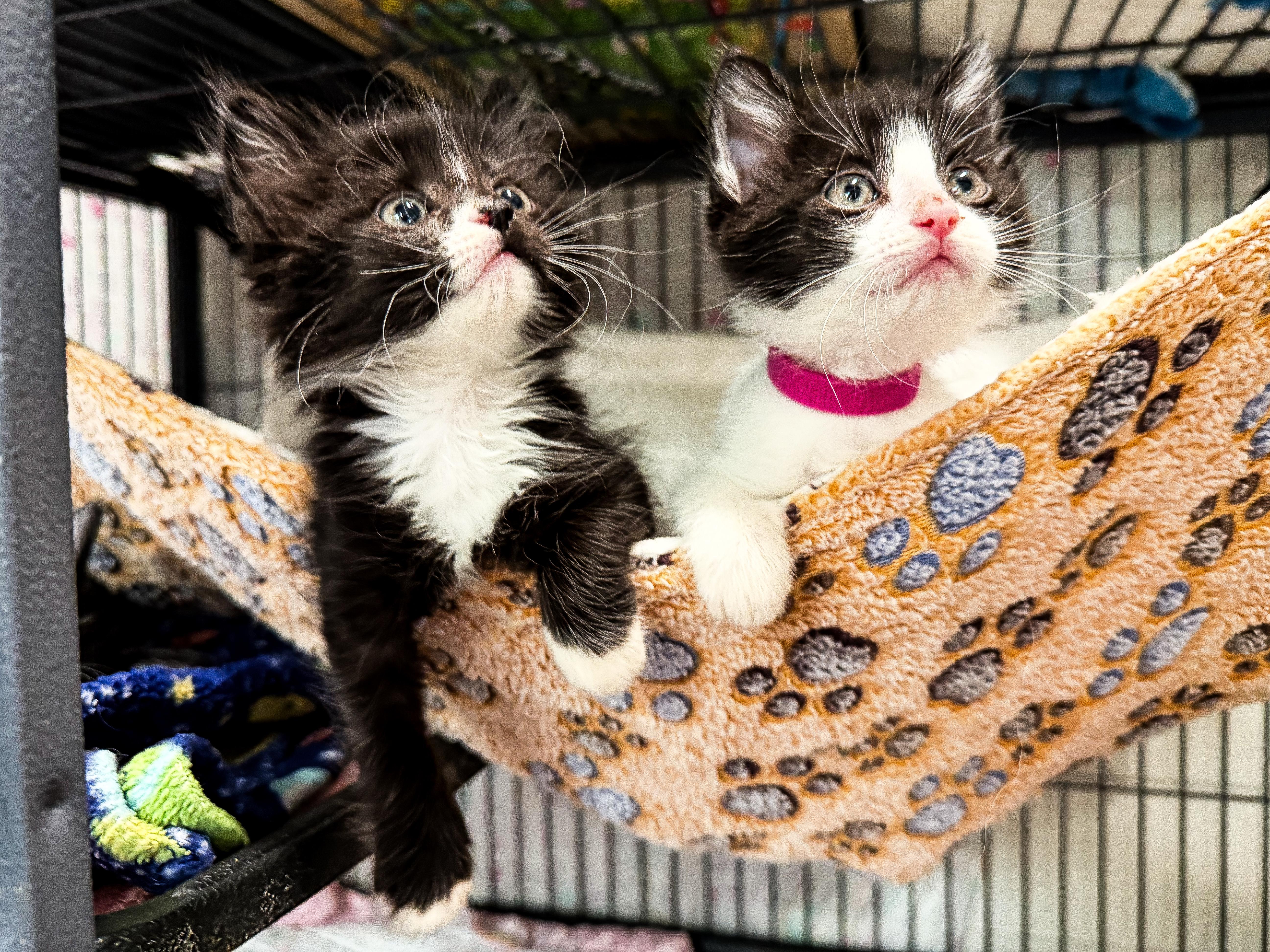 Enlarge Charlie, a ADOPTABLE Domestic Medium Hair in Sartell, MN image 2/4