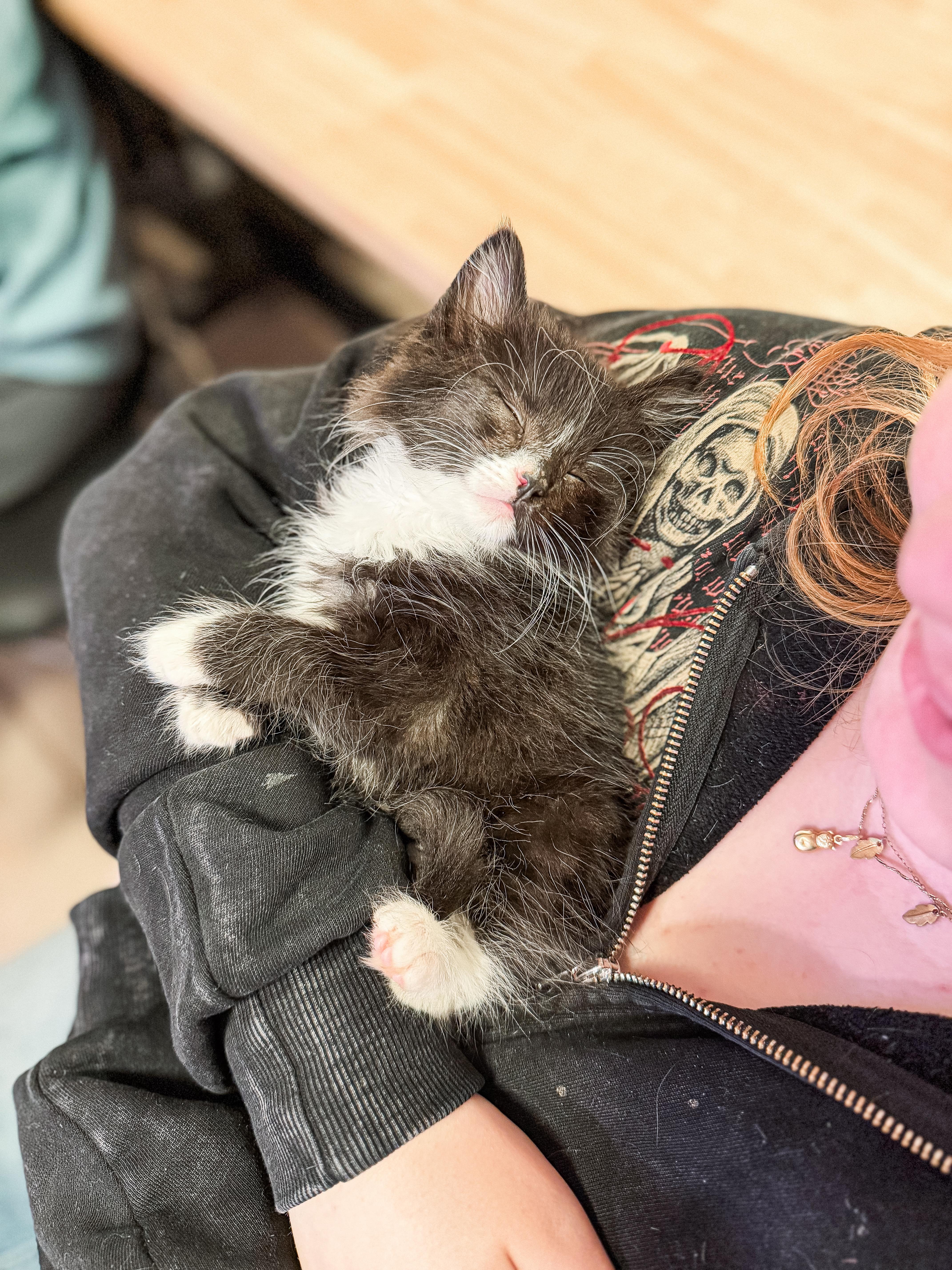 Enlarge Charlie, a ADOPTABLE Domestic Medium Hair in Sartell, MN image 4/4