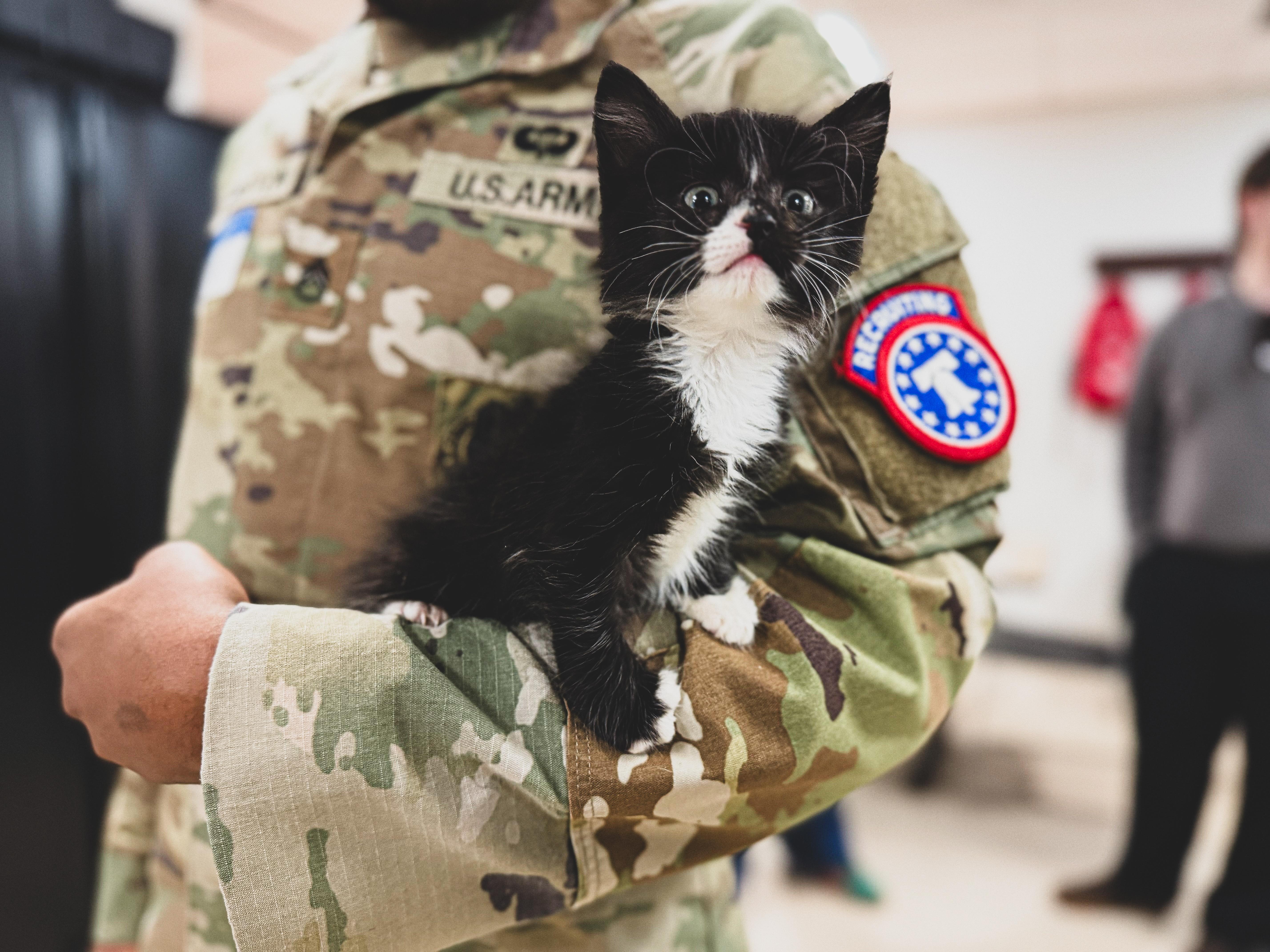 Enlarge Charlie, a ADOPTABLE Domestic Medium Hair in Sartell, MN image 1/4
