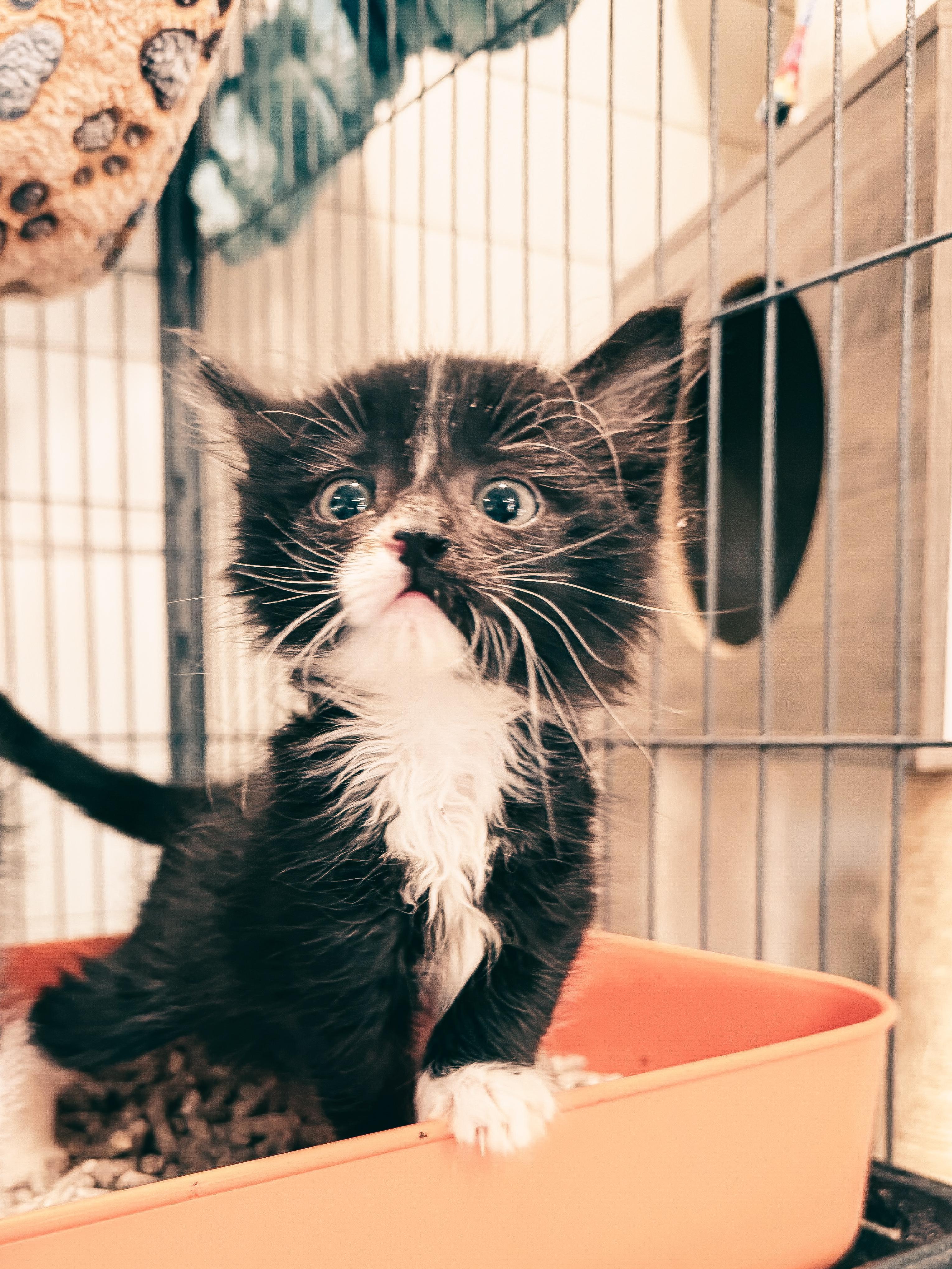 Enlarge Charlie, a ADOPTABLE Domestic Medium Hair in Sartell, MN image 3/4