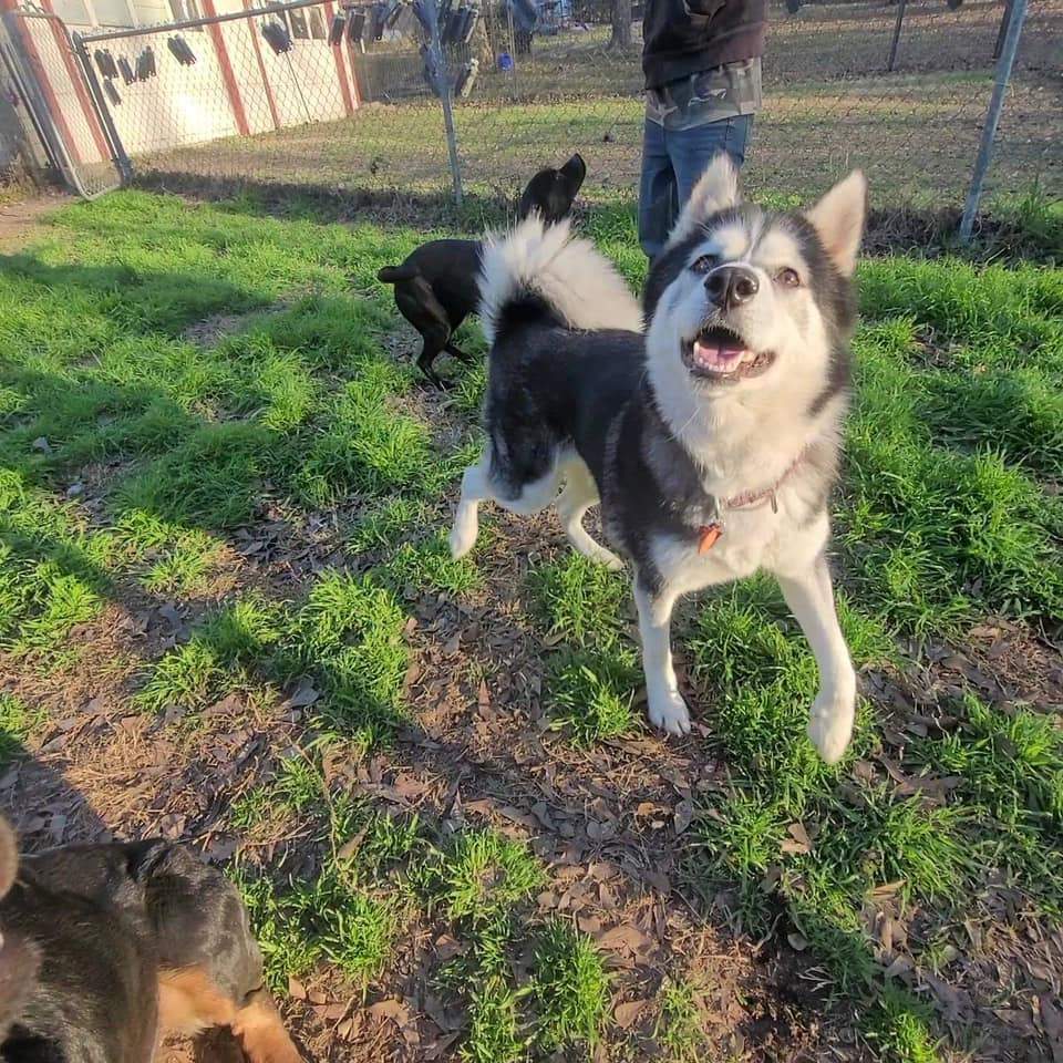 Enlarge Apple, an adopted Siberian Husky in Sugar Land, TX image 2/5