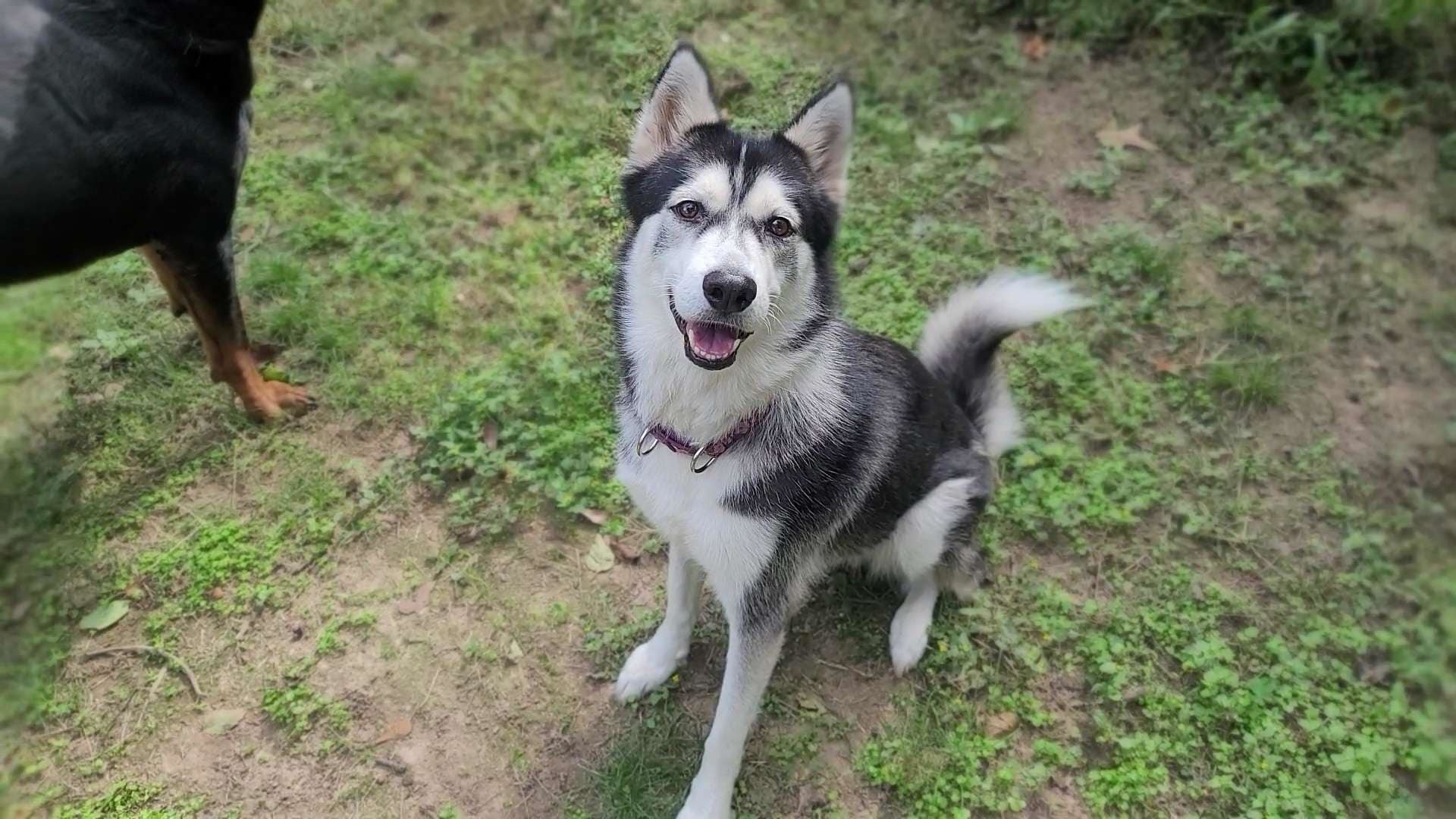 Enlarge Apple, an adopted Siberian Husky in Sugar Land, TX image 3/5