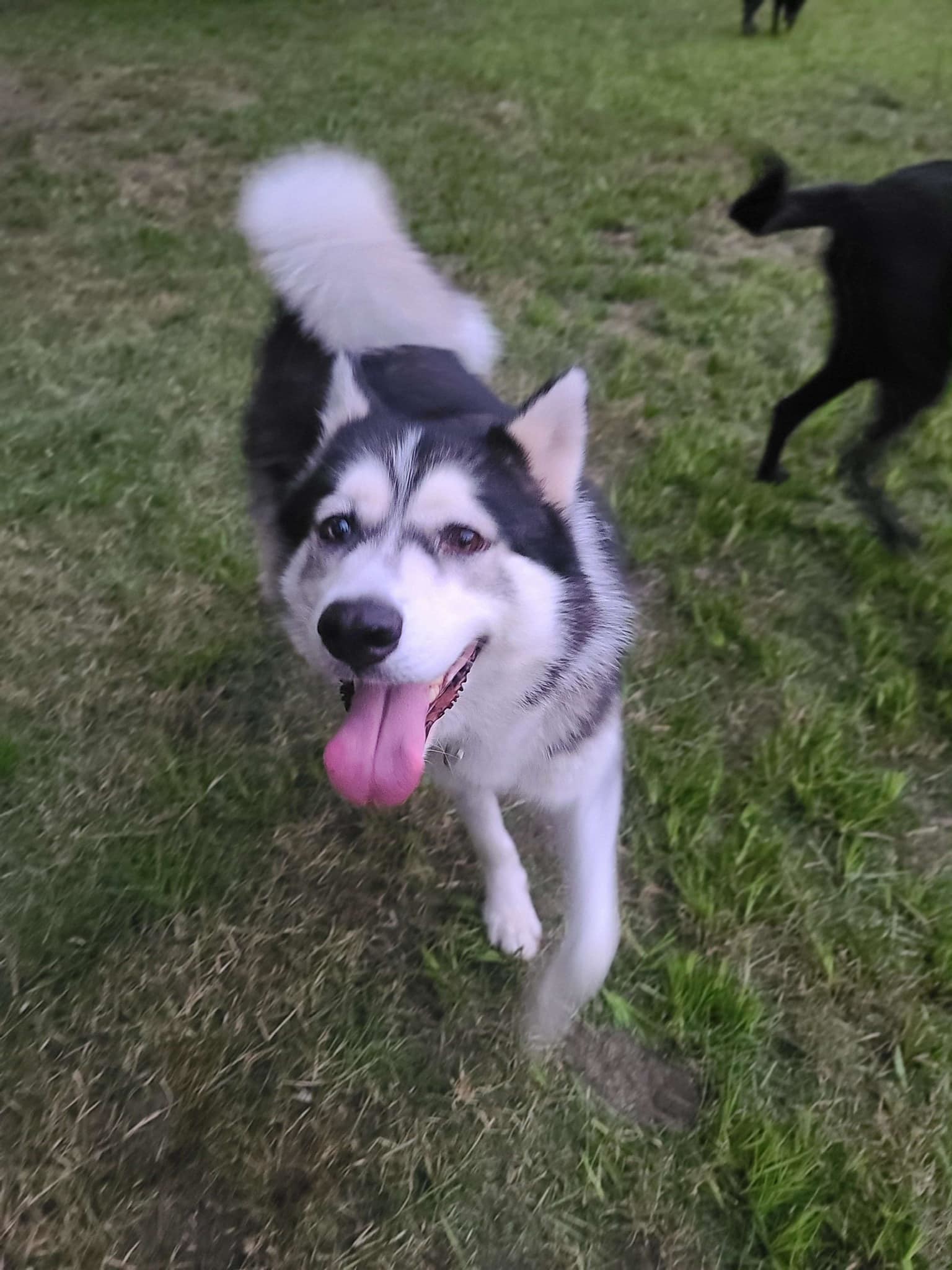 Enlarge Apple, an adopted Siberian Husky in Sugar Land, TX image 5/5