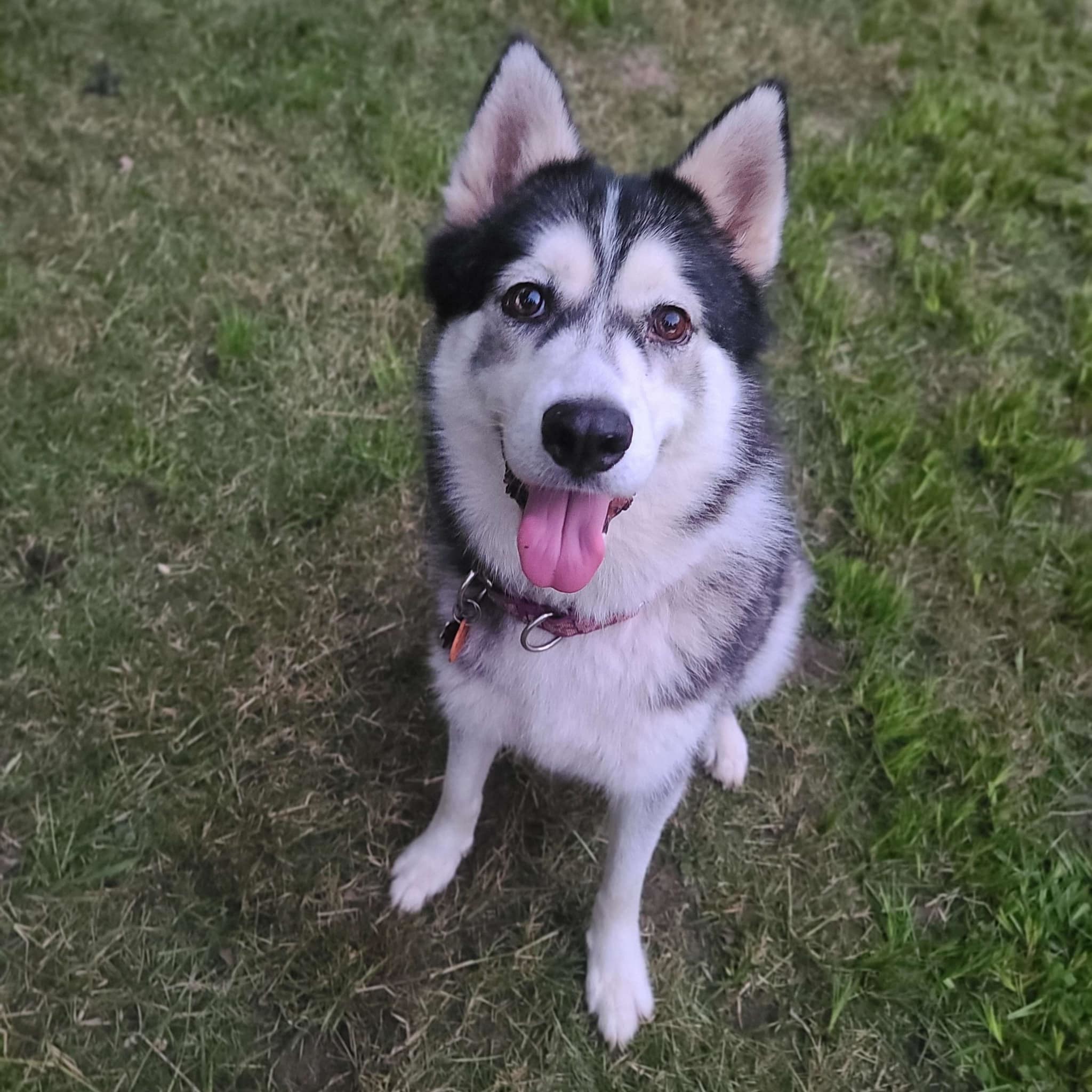 Enlarge Apple, an adopted Siberian Husky in Sugar Land, TX image 1/5