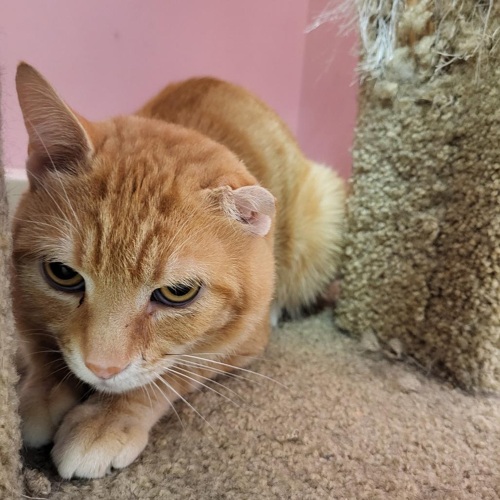 Ginger, Adoptable, Adult Male Domestic Short Hair.