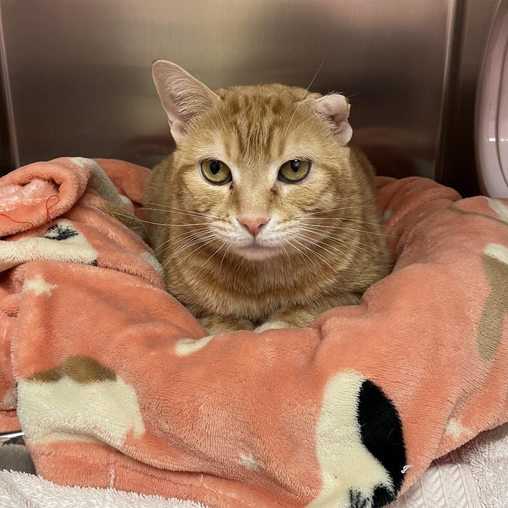 Ginger — thumbnail 2