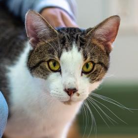 Mr. Buttons — thumbnail 2