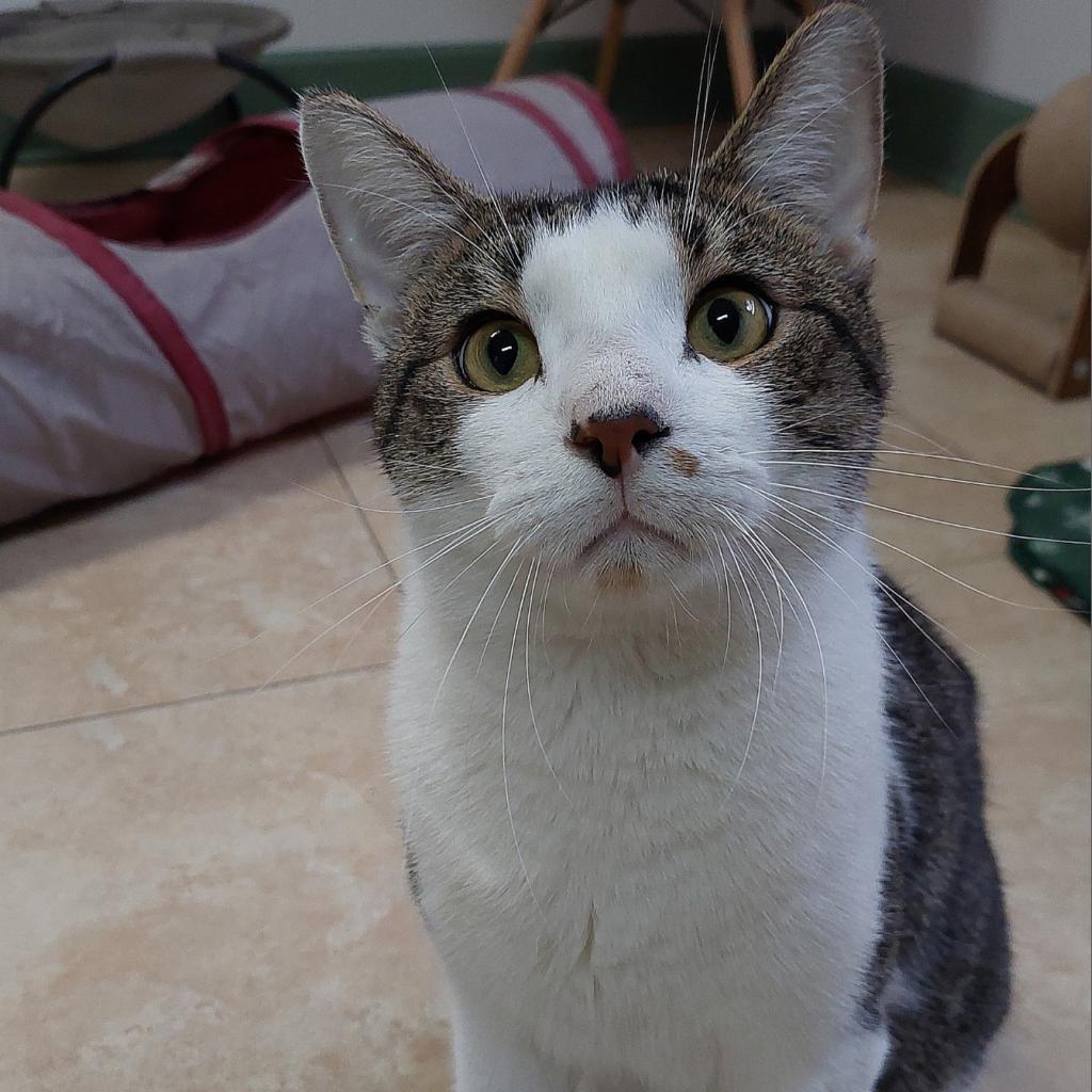 Mr. Buttons — thumbnail 3