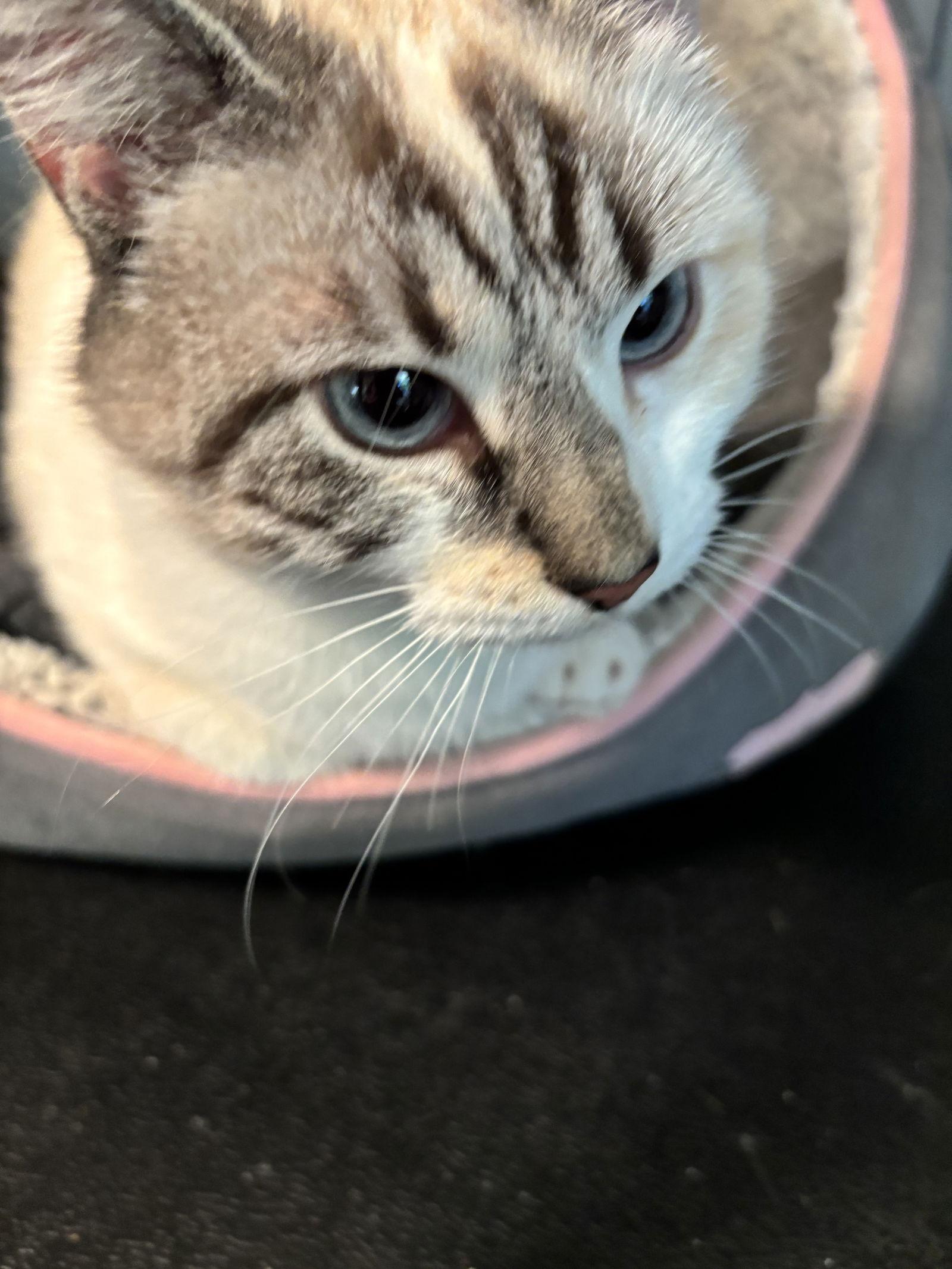 Enlarge Talia, a Adoptable mixed breed in Cincinnati, OH image 2/3