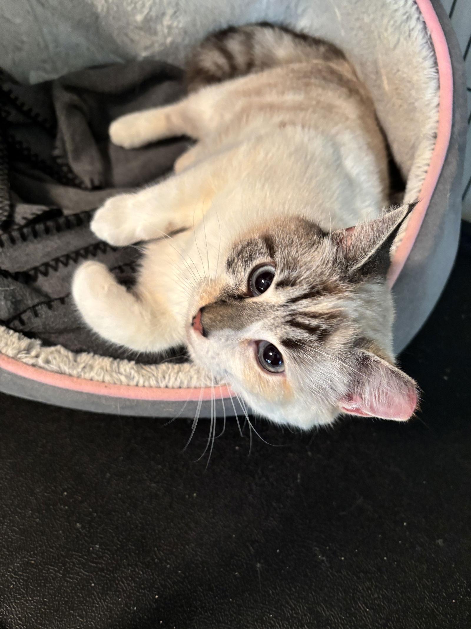 Enlarge Talia, a Adoptable mixed breed in Cincinnati, OH image 3/3