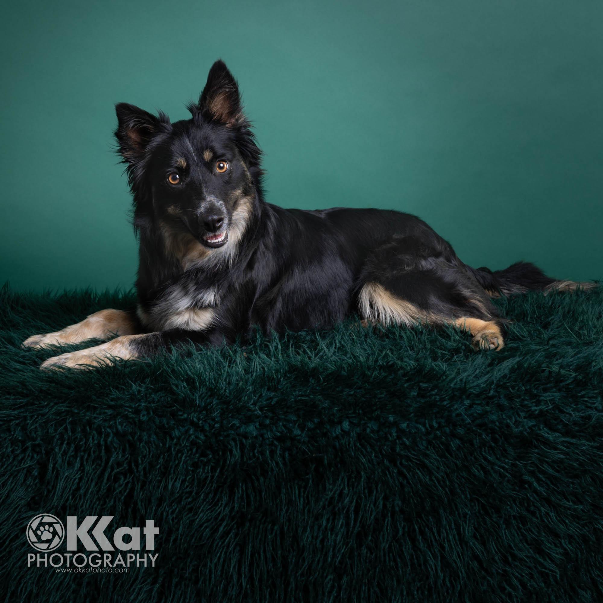 Enlarge Beth, an adoptable mixed breed in Oklahoma City, OK image 2/3