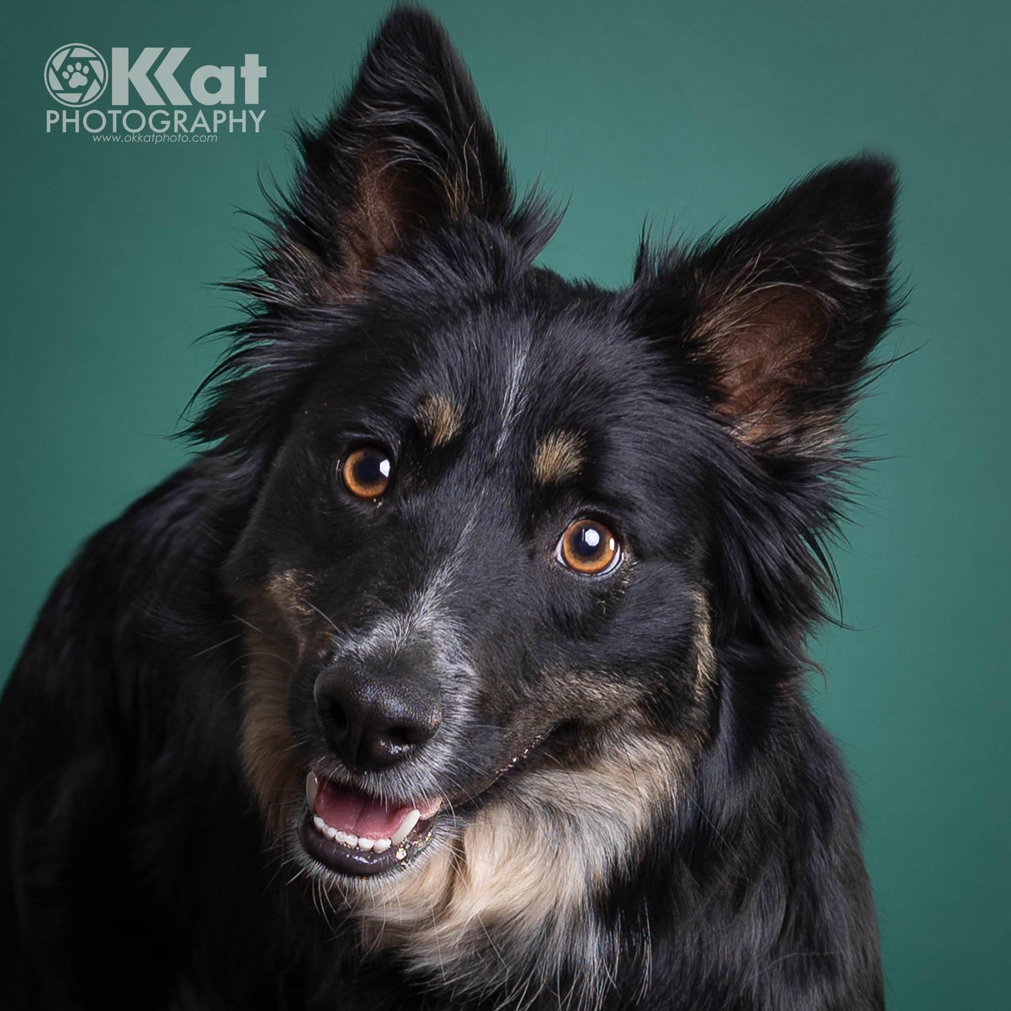 Beth, adoptable, Young Female Australian Shepherd & Border Collie.