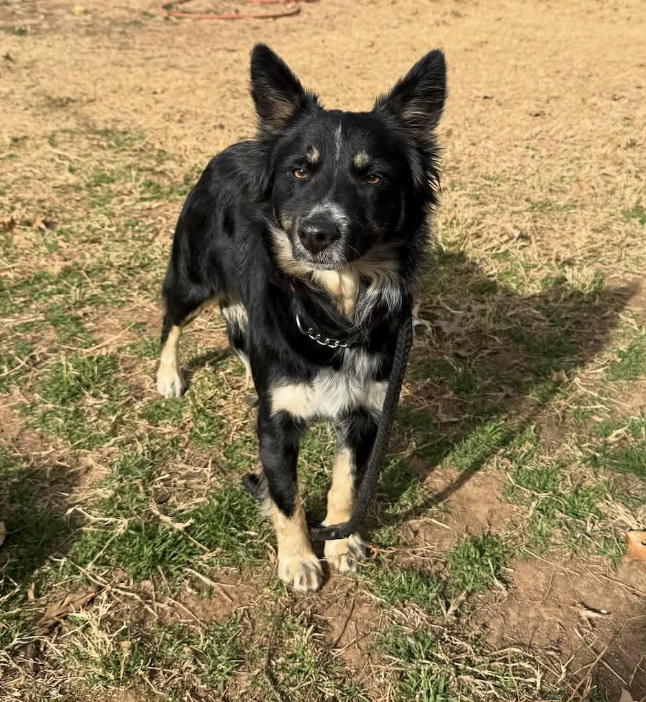 Beth, ADOPTABLE, Young Female Australian Shepherd & Border Collie.