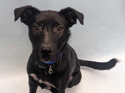 Furgeson, Adoptable, Young Male Labrador Retriever & Mixed Breed.