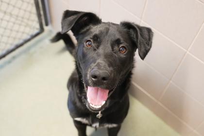 Enlarge Furgeson, a Adoptable mixed breed in Woodbury, MN image 2/3