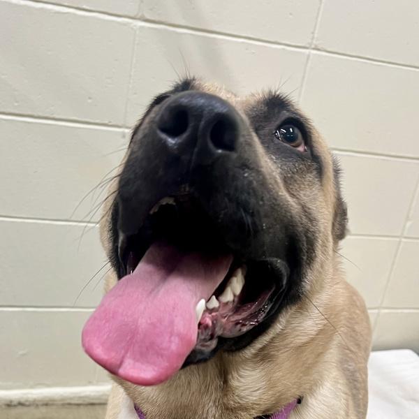 Enlarge Haku, a Adoptable mixed breed in Sioux City, IA image 1/1