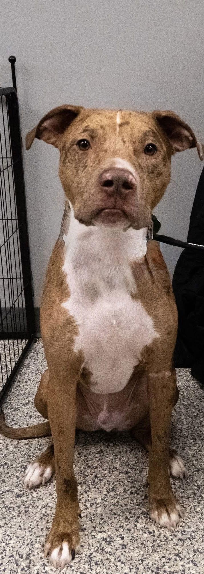 Woody, Adopted, Adult Male Catahoula Leopard Dog.