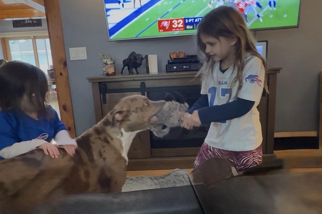 Enlarge Woody, a Adopted Catahoula Leopard Dog in Tonawanda, NY image 2/3